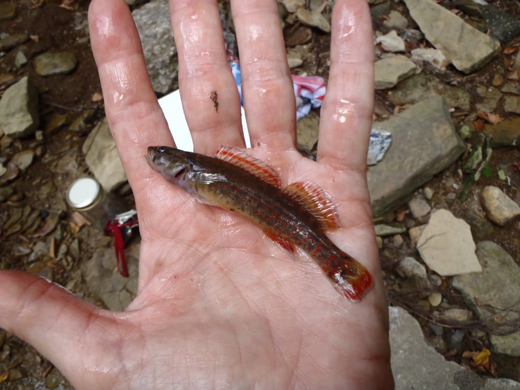 Red darters found in Mooser Creek