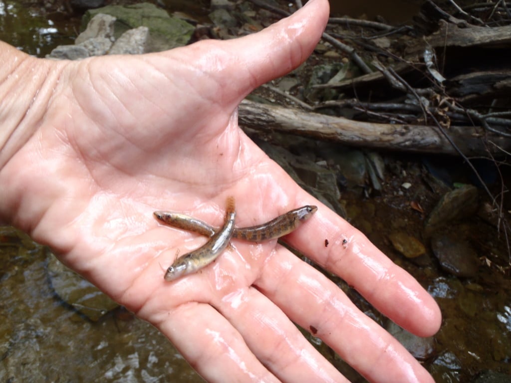 Darters in Mooser Creek